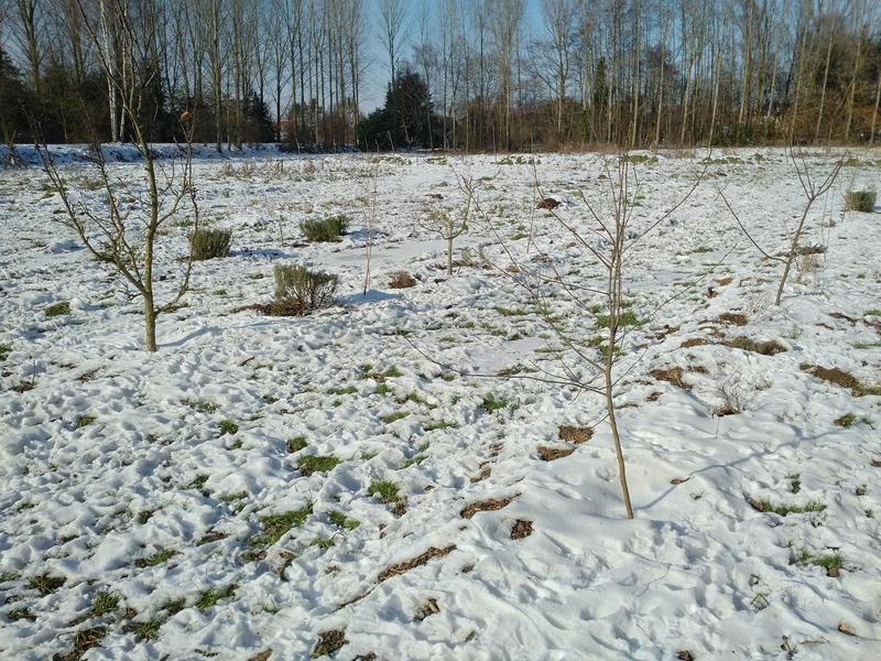 De eerste fruitboomrijen, helemaal ondergesneeuwd