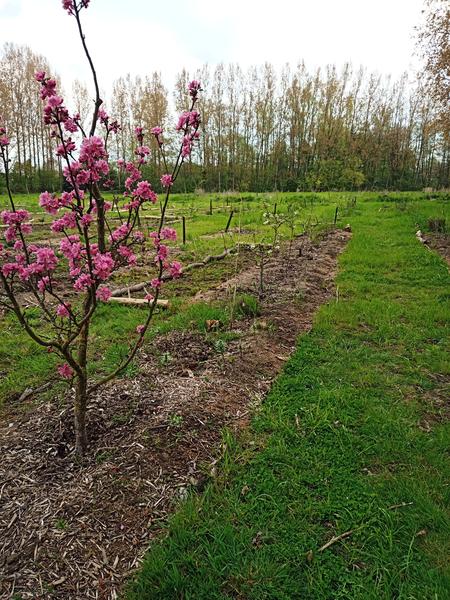 Knalroze kanji appelboom bloesem op de voorgrond. Houtschilfers duiden duidelijk waar de bomenrij staat.