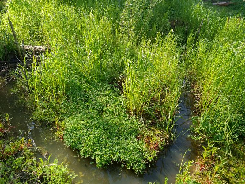 Waterpoel met gras en klaver aan de rand