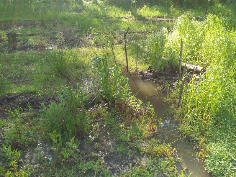 Waterpoel te midden van de boomgaard overvol met water