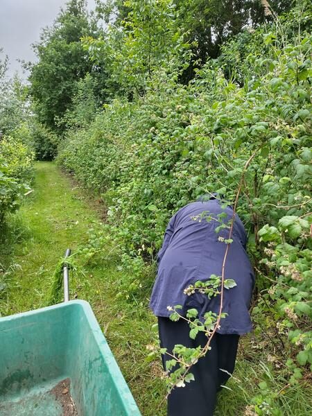 Framboosjes krijgen licht en lucht