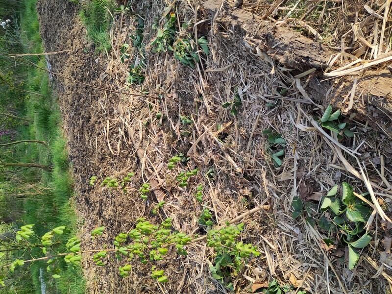 Zalige Zaaidrift onder een Zinderende Zon: Zomer op komst