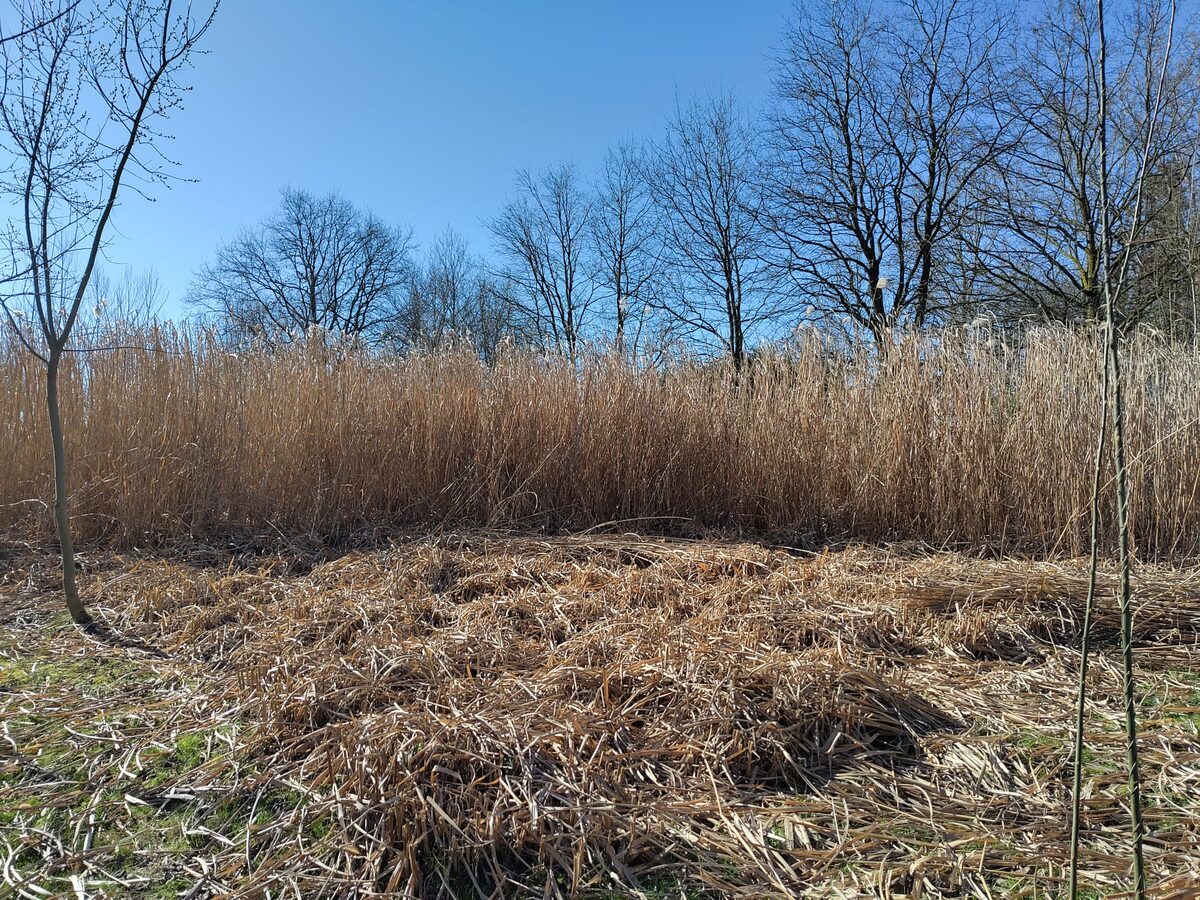 En plots, was de miscanthus weg