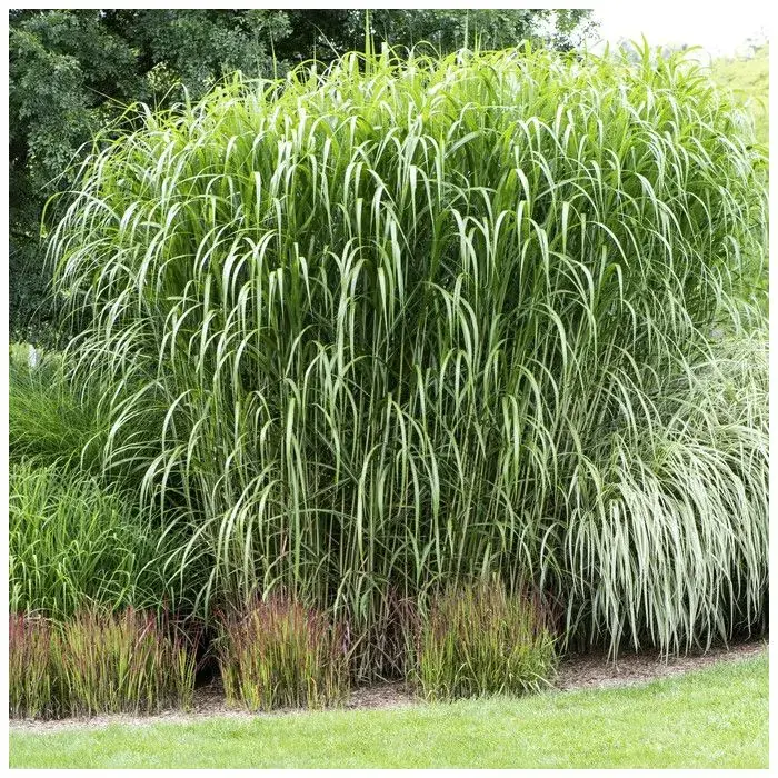 Miscanthus Giganteus - Olifantengras